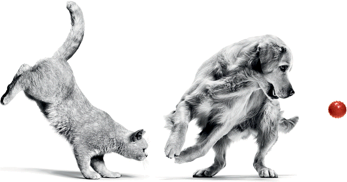 Picture of a animal(s)